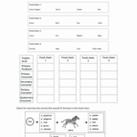 50 Food Chain Worksheet Pdf Chessmuseum Template Library